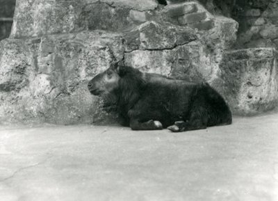 1923年4月、ロンドン動物園の牛シャモアまたはGnuヤギとしても知られる若いタキン（bw写真） 作： Frederick William Bond